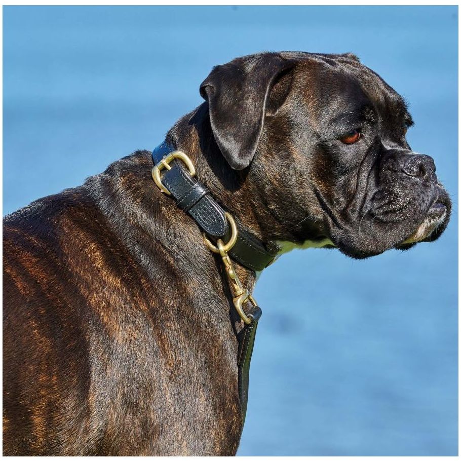 Weatherbeeta Padded Leather Dog Collar 1001696 - Black